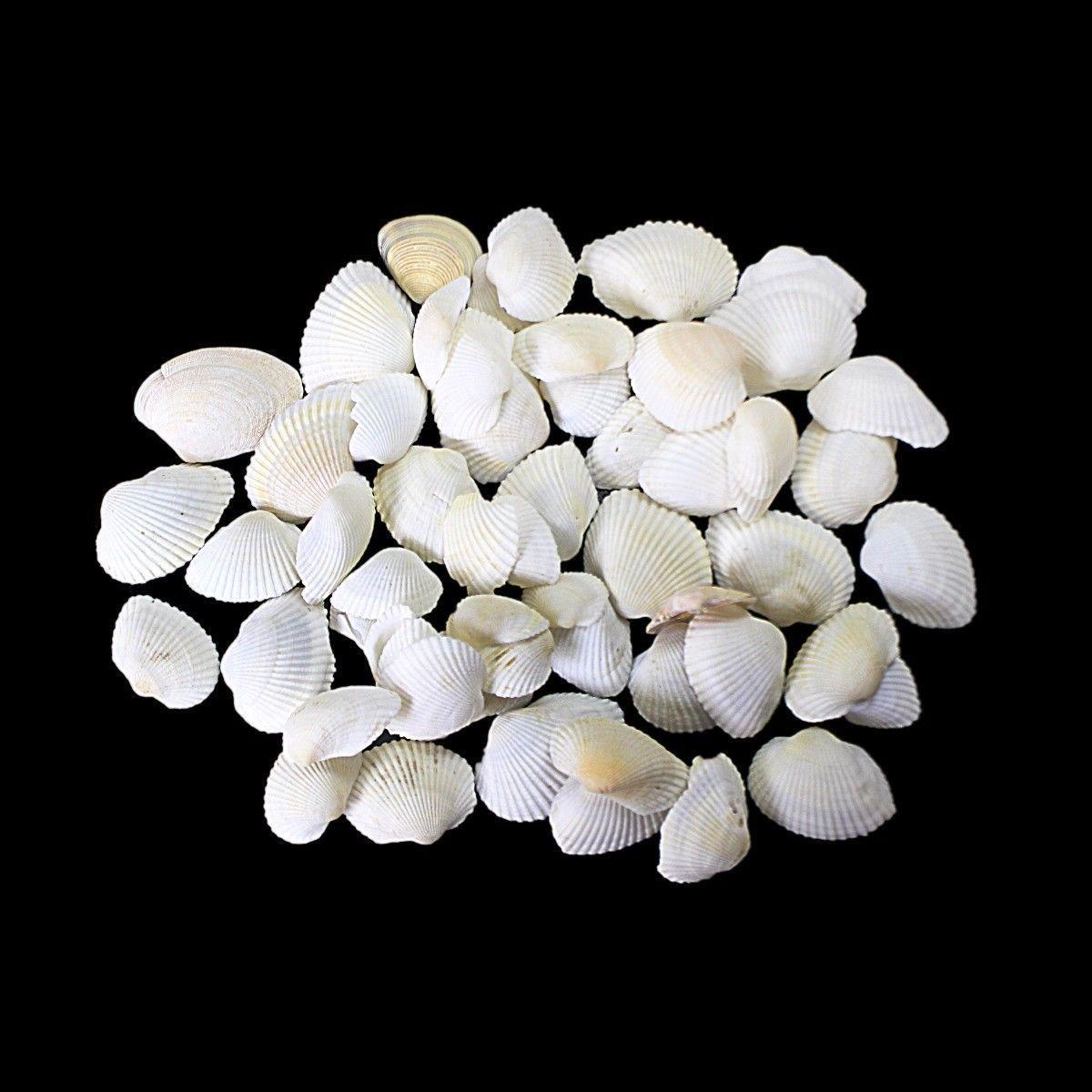 Pack Of Coral Sea Shells Decor Perfect Aquarium Sea Shells 4530
