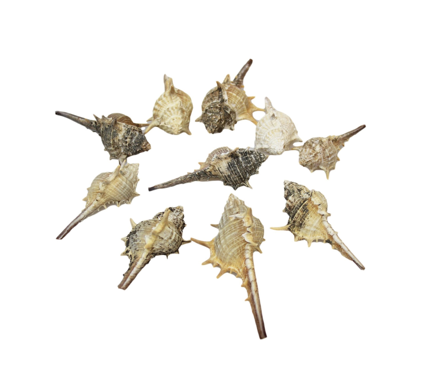 10 Piece Seashells Beach Fish Tank Display Assorted Seashells 4531 p