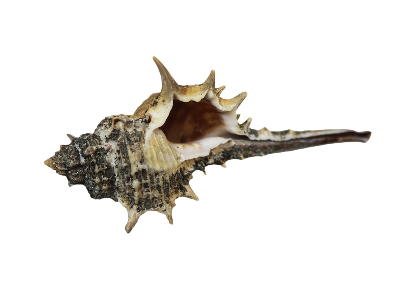 10 Piece Seashells Beach Fish Tank Display Assorted Seashells 4531 p