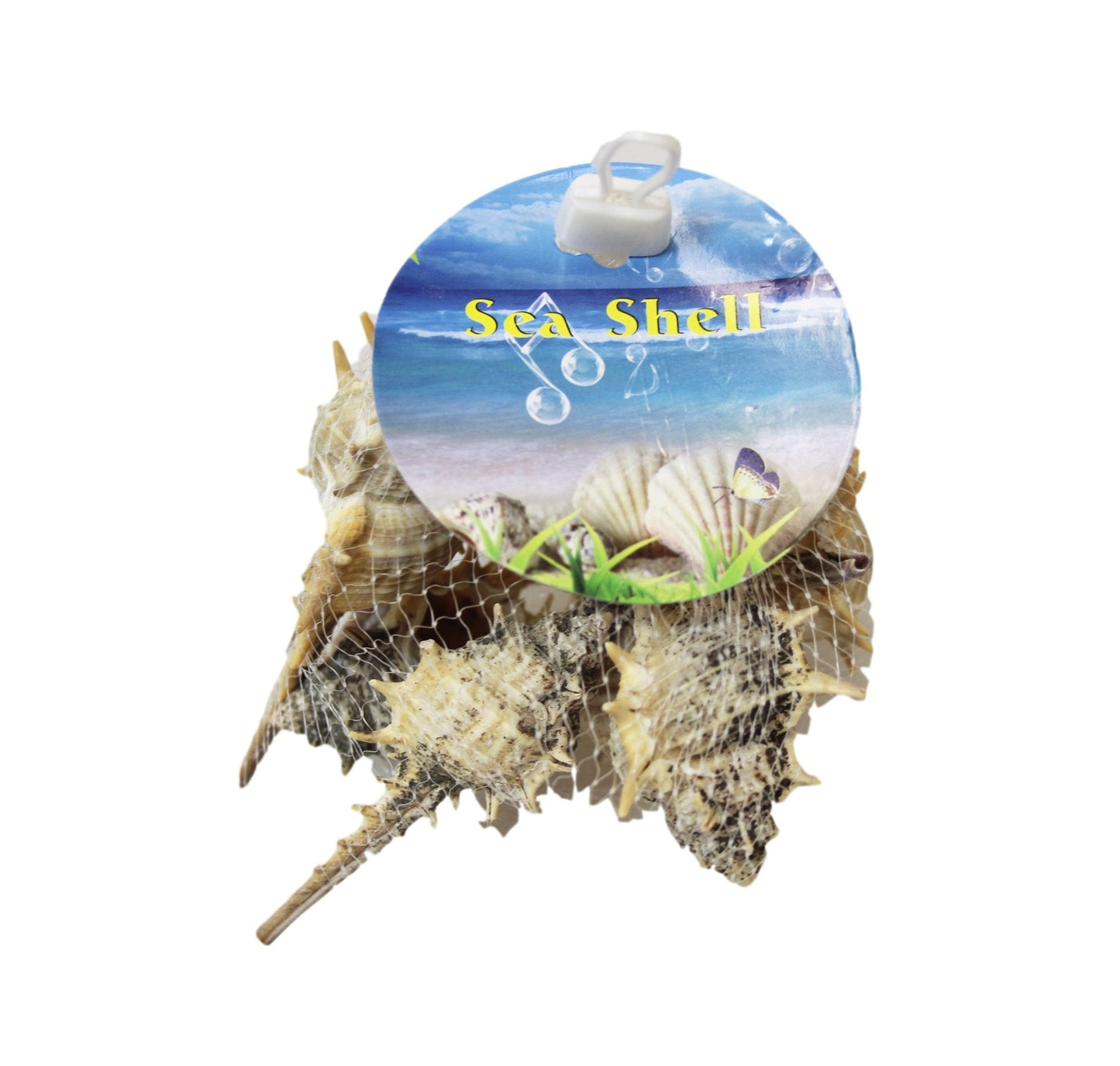 10 Piece Seashells Beach Fish Tank Display Assorted Seashells 4531 p