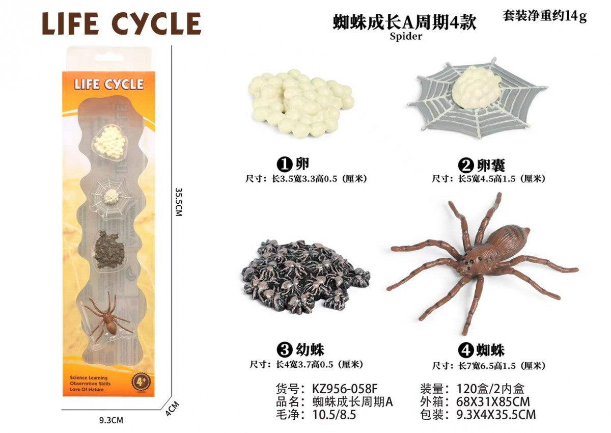 Spider Life Cycle Montessori Set – Educational Science Learning Toy For Kids
