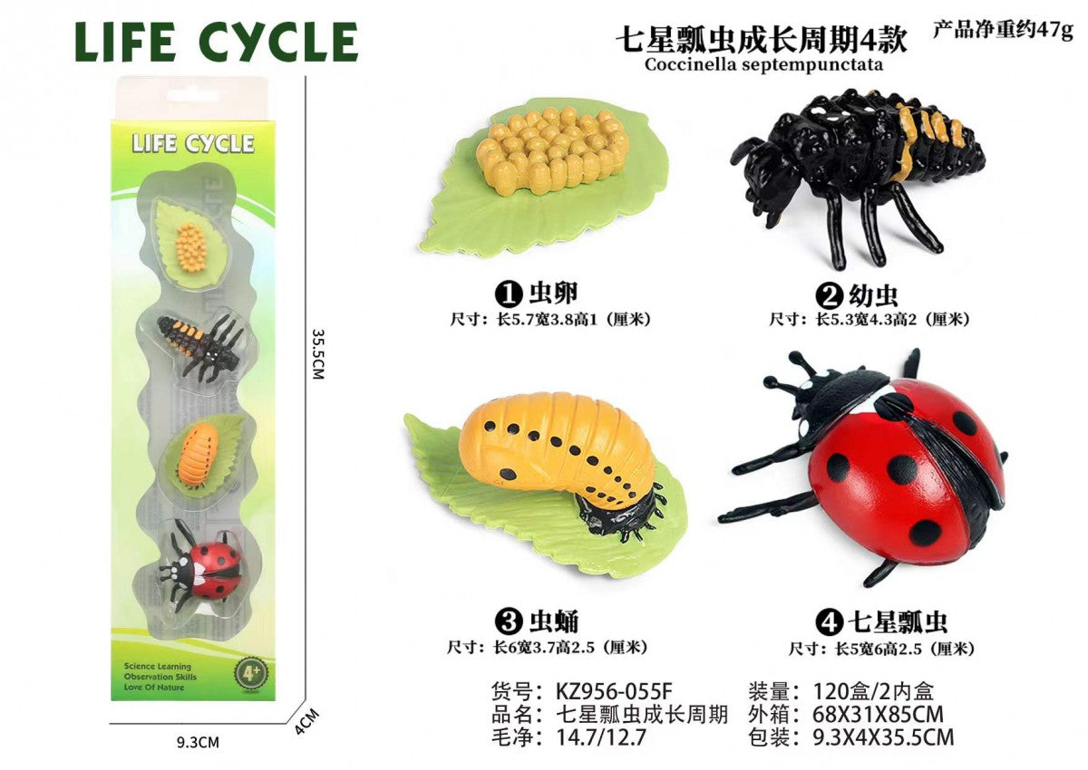 Ladybug Life Cycle Montessori Set – Educational Science Learning Toy For Kids