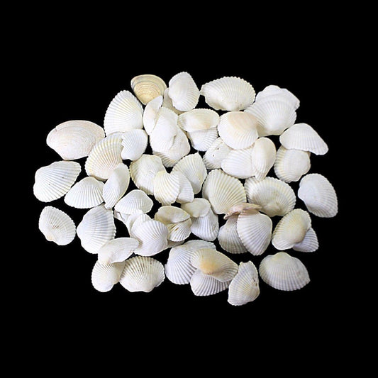Pack Of Coral Sea Shells Decor Perfect Aquarium Sea Shells 4530