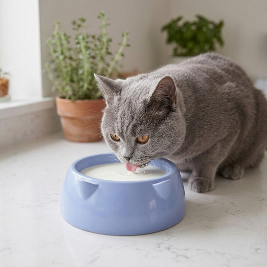 Cat Bowl Assorted Colours 113G