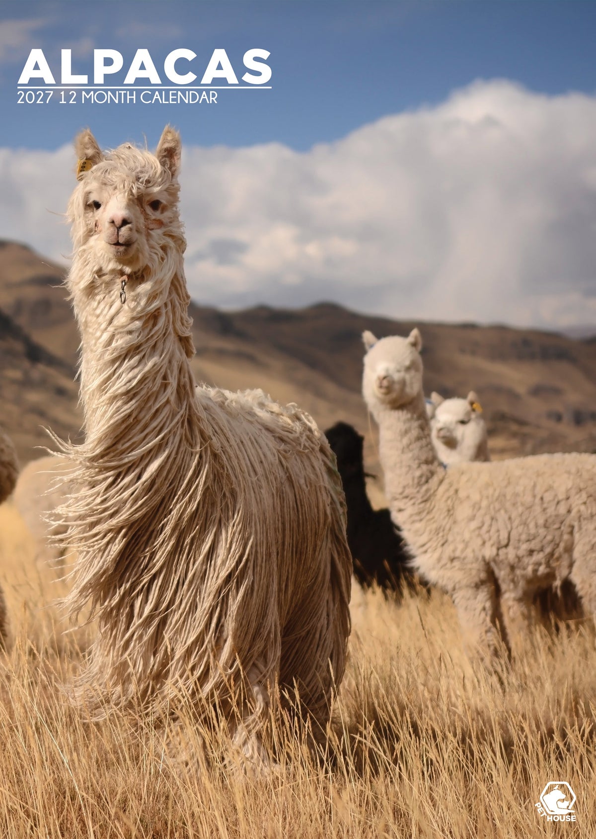 Alpacas - A3 Calendar 2027