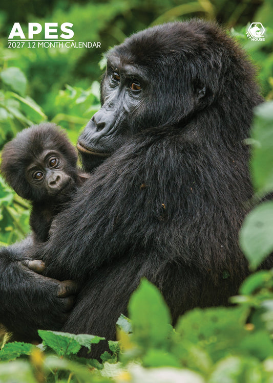 Apes - A3 Calendar 2027
