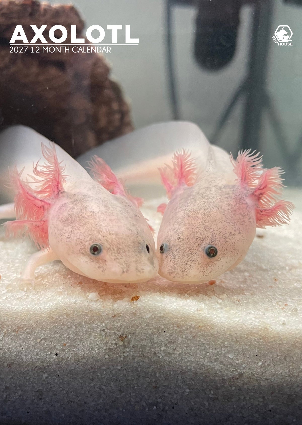 Axolotl - A3 Calendar 2027