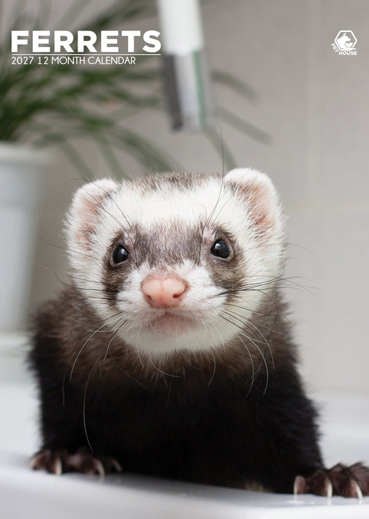 Ferrets - A3 Calendar 2027