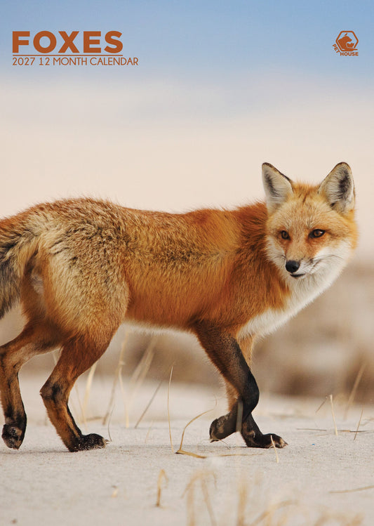 Foxes - A3 Calendar 2027