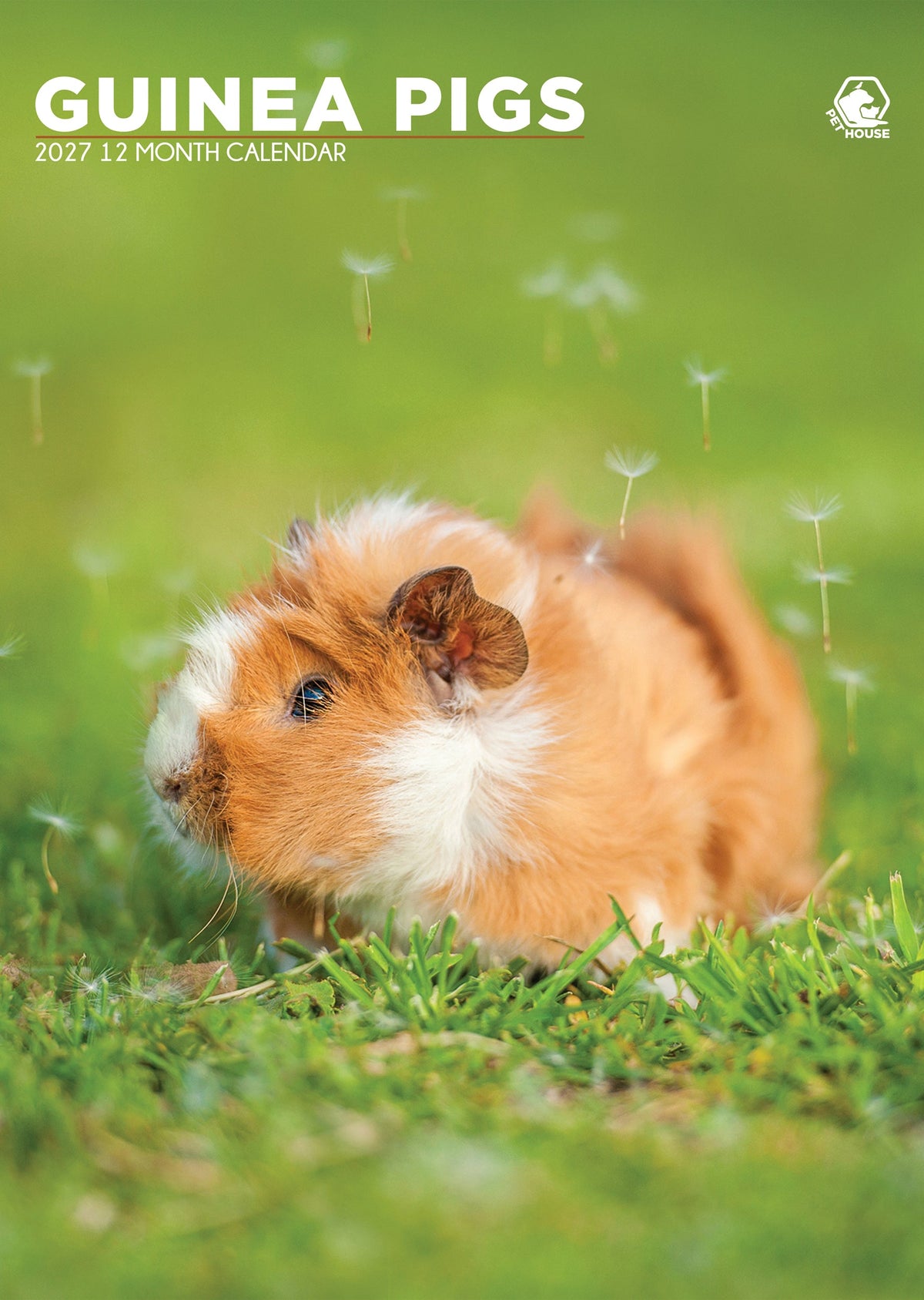 Guinea Pigs - A3 Calendar 2027