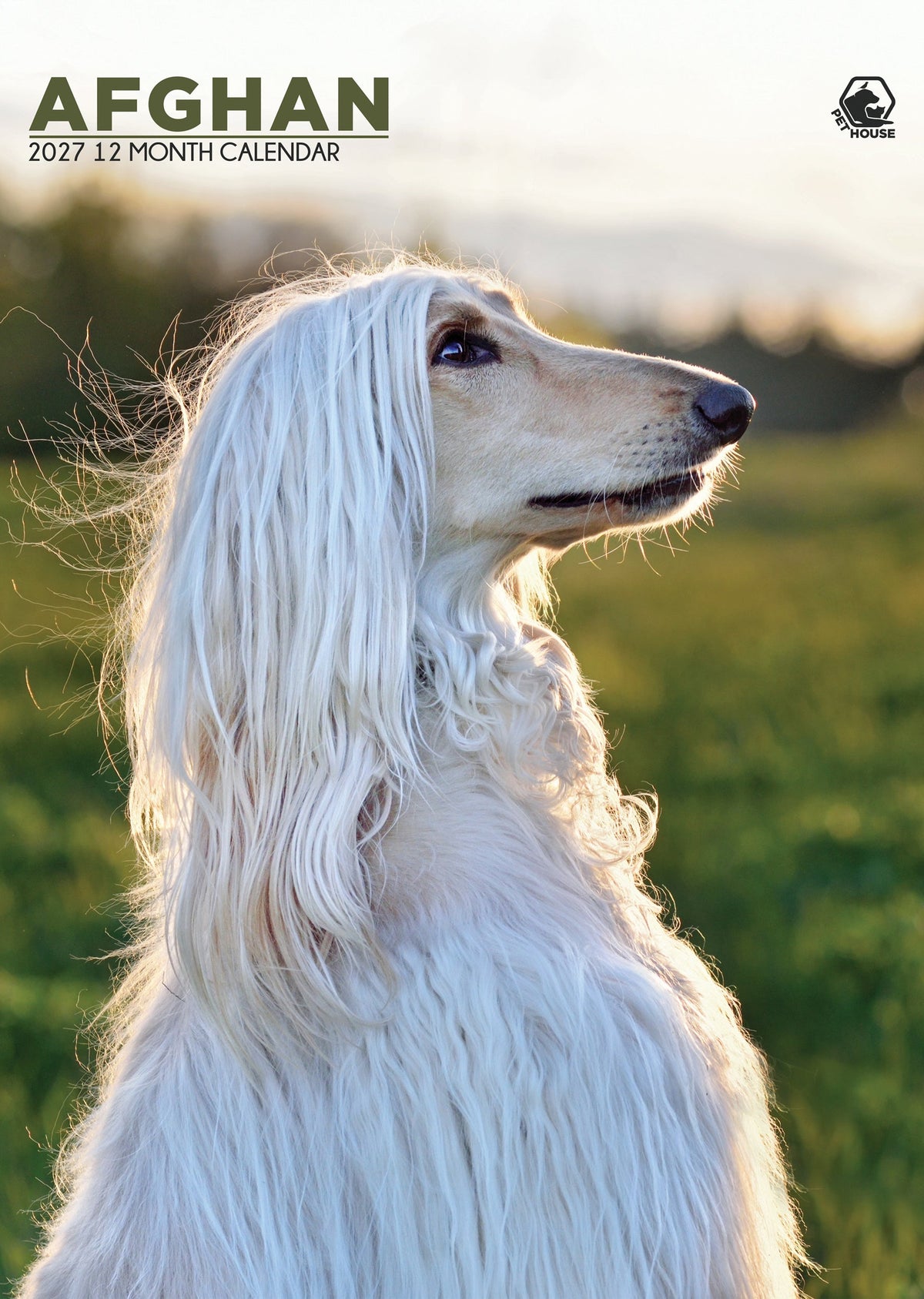 Afghan Hound - A3 Calendar 2027