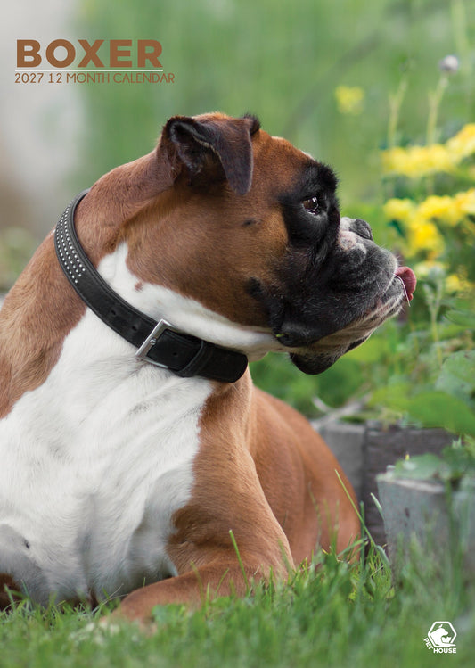 Boxer - A3 Calendar 2027