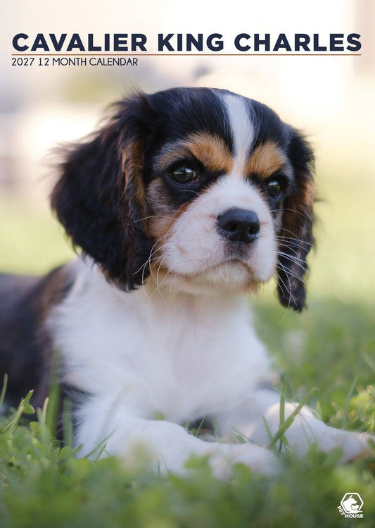Cavalier King Charles - A3 Calendar 2027