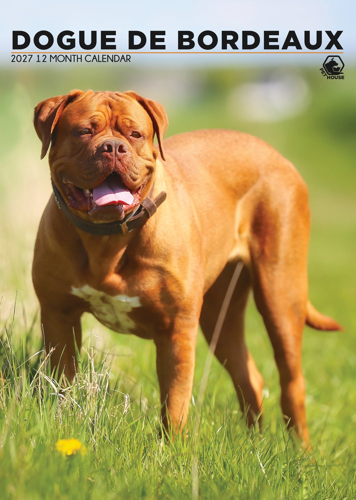 Dogue De Bordeaux - A3 Calendar 2027