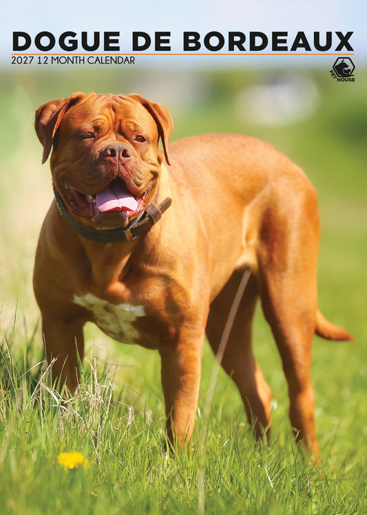 Dogue De Bordeaux - A3 Calendar 2027
