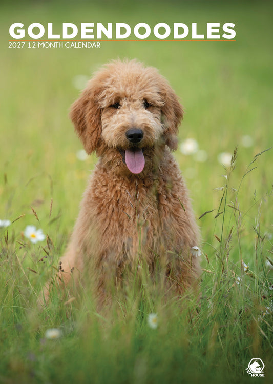 Goldendoodles - A3 Calendar 2027