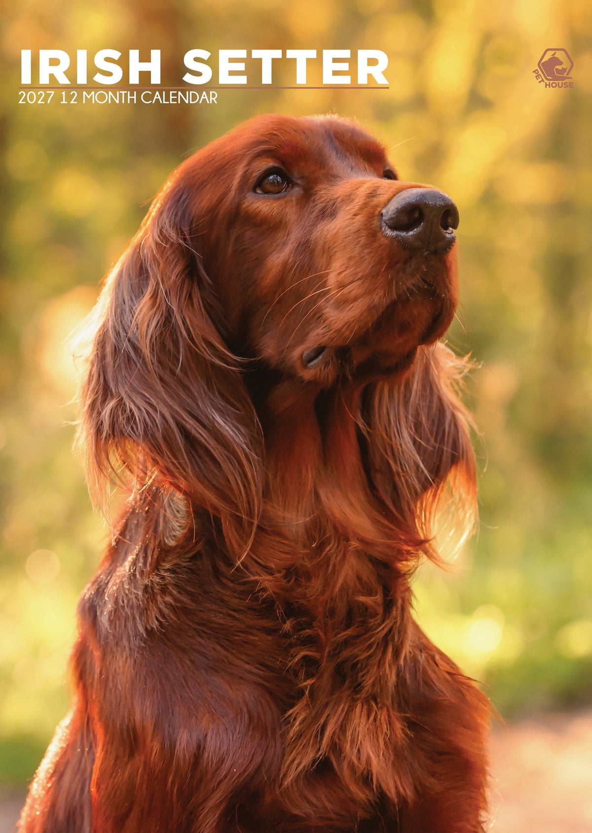 Irish Setter - A3 Calendar 2027