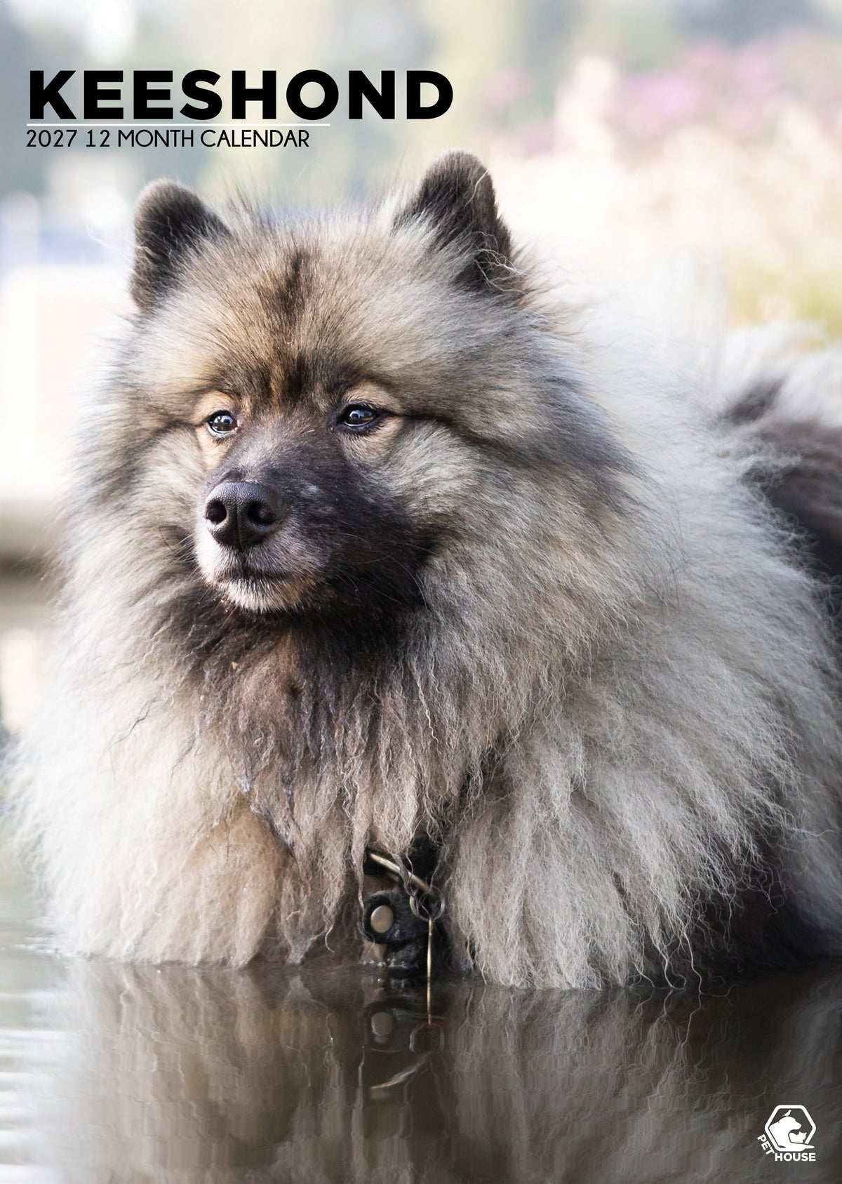 Keeshond - A3 Calendar 2027