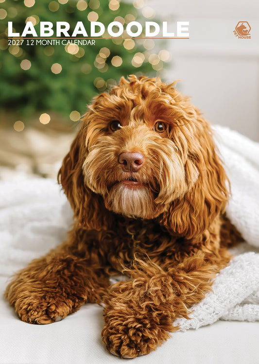 Labradoodle - A3 Calendar 2027