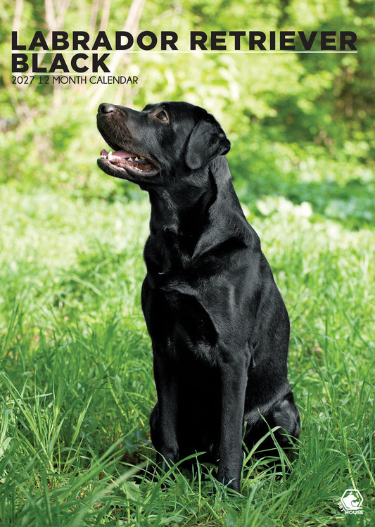 Labrador Retriever Black - A3 Calendar 2027