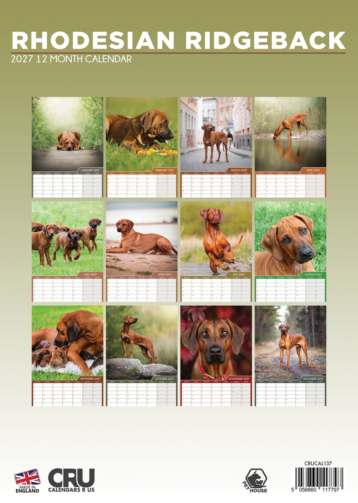 Rhodesian Ridgeback - A3 Calendar 2027